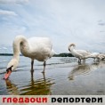 Гледаоци репортери (11. октобар 2014)