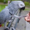 Папагај који „говори“ енглески и шпански