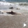 Застрашујуће храњење ајкула на обали