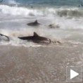Застрашујуће храњење ајкула на обали