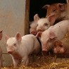  Нижа царина на увоз свиња из ЕУ