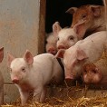  Нижа царина на увоз свиња из ЕУ