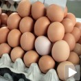 Поскупљење јаја за опстанак фарми