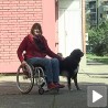 Ускоро уредба о псима помагачима