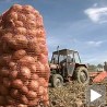 Бољи дани за златарски кромпир и сир
