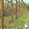 Обнова нишких воћњака и винограда