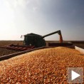 Рекордан принос кукуруза