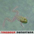 Гледаоци репортери (10. новембар 2014)