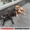 Гледаоци репортери (12. новембар 2014)