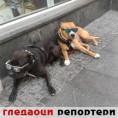 Гледаоци репортери (12. новембар 2014)