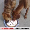 Гледаоци репортери (14. новембар 2014)