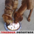 Гледаоци репортери (14. новембар 2014)
