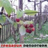Гледаоци репортери (15. новембар 2014)