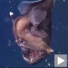 Црни морски ђаво, када је јава страшнија од ноћне море!