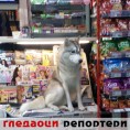 Гледаоци репортери (26. новембар 2014)