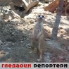 Гледаоци репортери (27. новембар 2014)