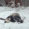 Када панде први снег...