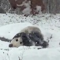 Када панде први снег...
