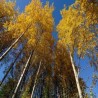 (Не)обично о биљкама