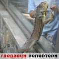 Гледаоци репортери (7. децембар 2014)