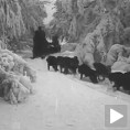 Муле и коњи су падали, али хаскији нису!