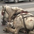 Злостављао коња у центру Јагодине