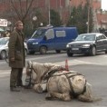 Кривична пријава због злостављања коња 