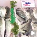 Риба из далеких мора до наше трпезе