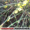 Гледаоци репортери (23. децембар 2014)