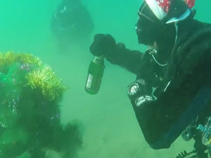 Само у Русији – рониоци са шампањцем и јелком