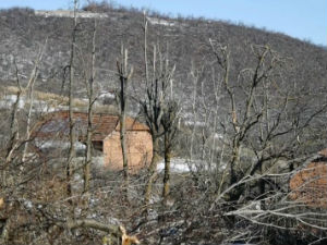 Лед покосио воћњаке и шуме