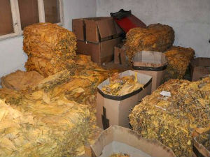 Заплењено готово три тоне дувана