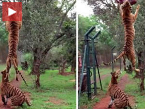 Тигар „полетео“ за храном