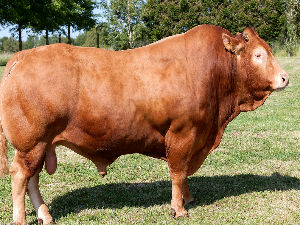 Секси сајт за „упознавање“ крава и бикова