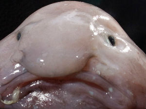 Упознајте најружније животиње света