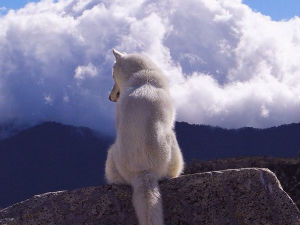 Човек и његов пас у путописној авантури