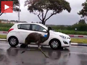 Бип-бип, иде птица тркачица!