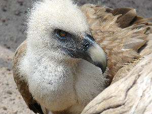За трешњичке беле супове нема зиме