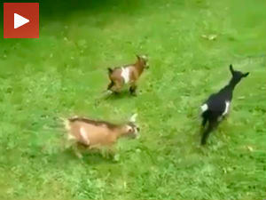 Прескакање коз(л)ића