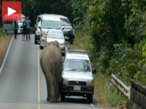 Слоновска посла