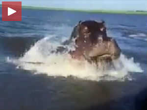 Кад вас јури нилски коњ, и глисер је спор