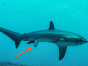 Фотографија која је унела пометњу међу биологе