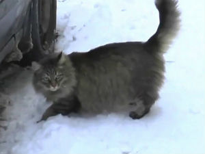 Крзнати јунак спасао бебу од смрзавања