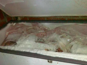 Ускоро уништавање меса из нелегалне кланице