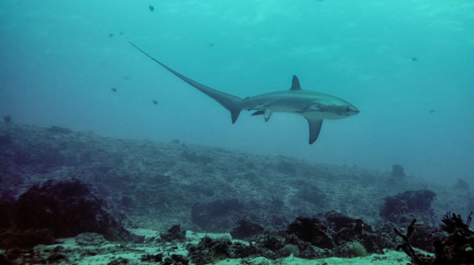 Фотографија која је унела пометњу међу биологе