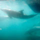 Животињама у морима прети масовно изумирање