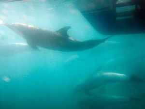 Животињама у морима прети масовно изумирање