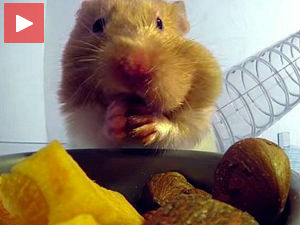 Хрчков шпајз у образима