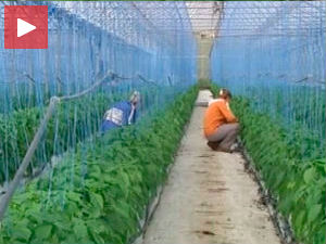 Извоз аграра премашује две милијарде евра 