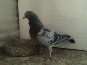 Шверцовани голубови писмоноше у аутобусу